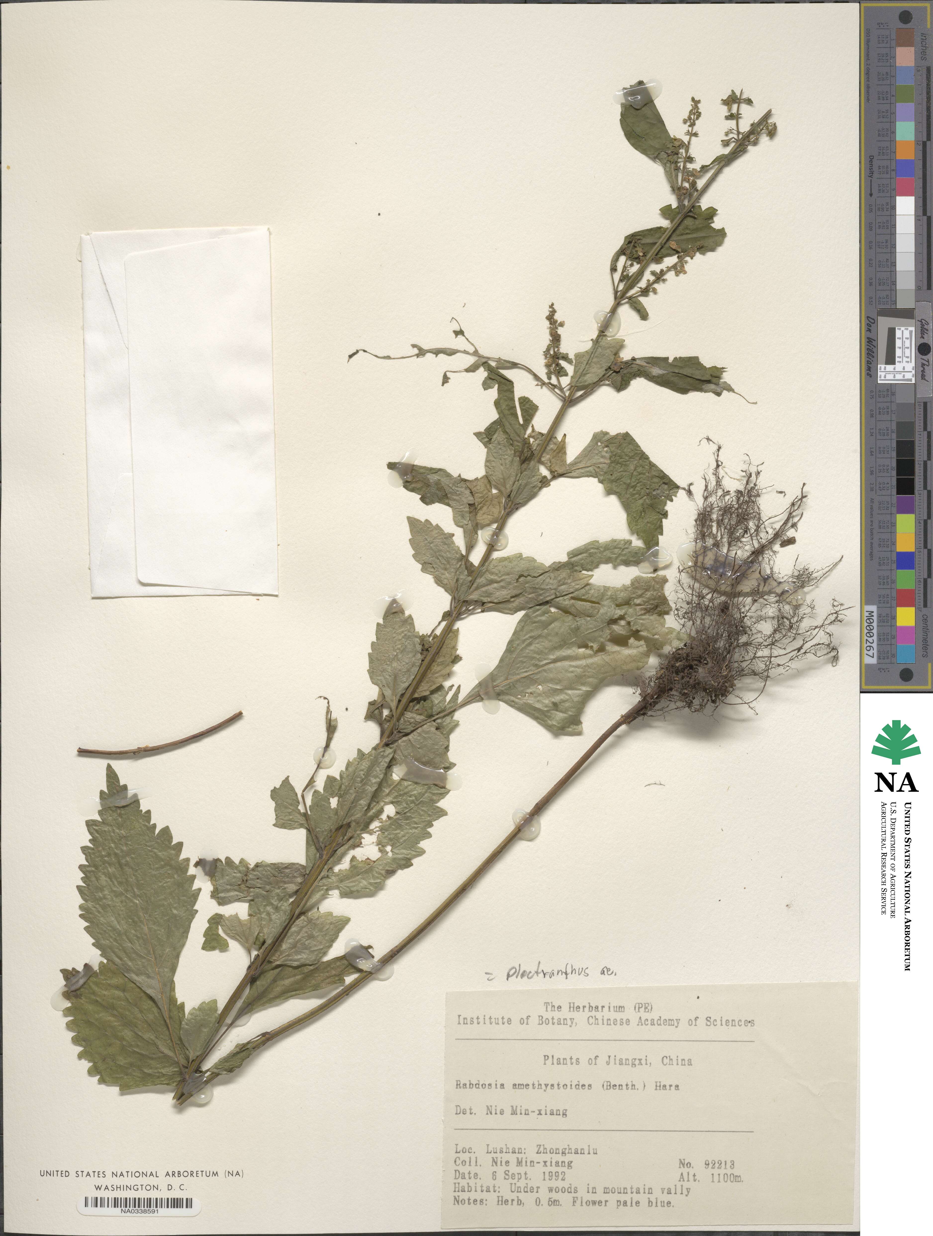 Isodon amethystoides image