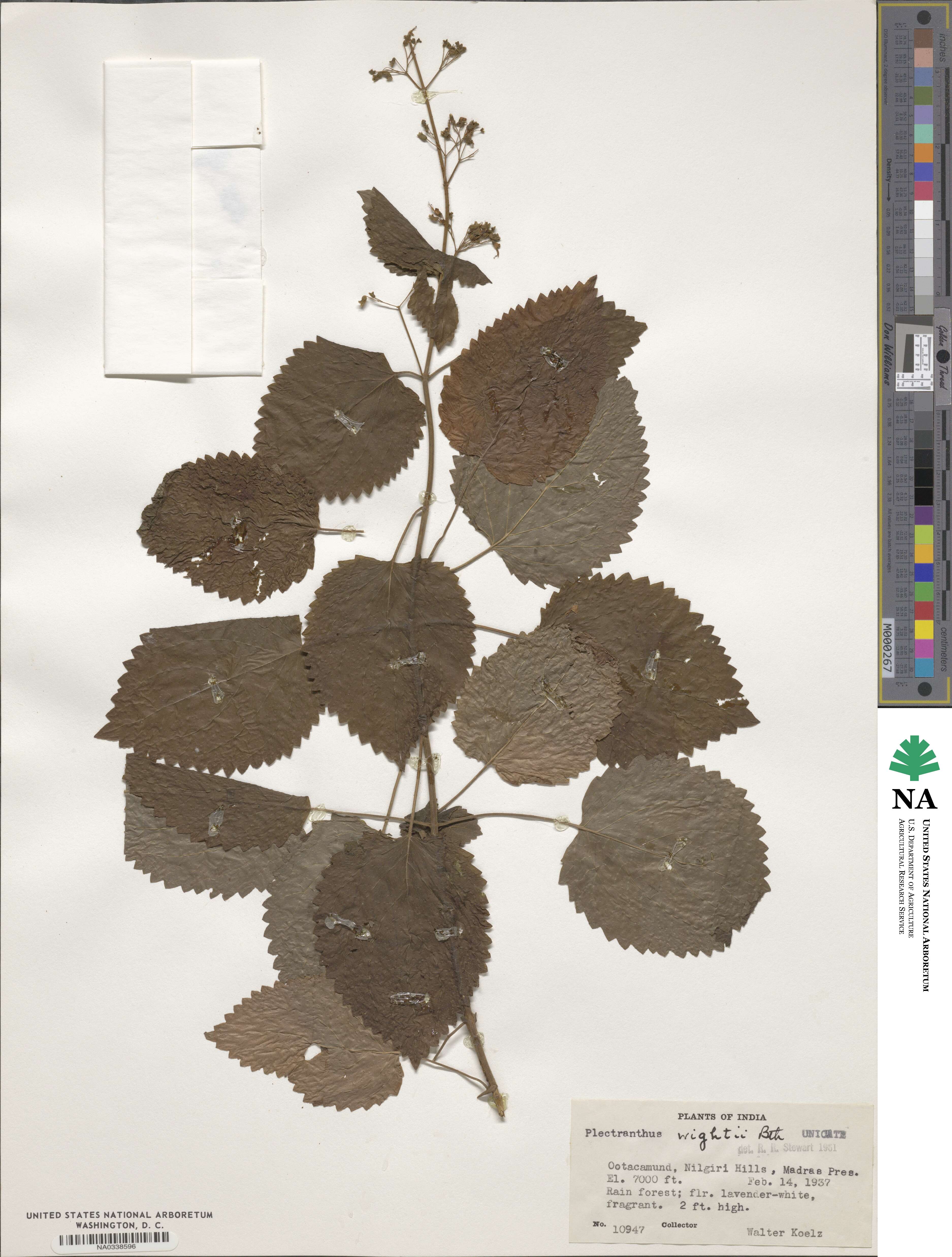 Plectranthus wightii image