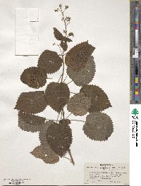 Image of Plectranthus wightii