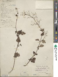 Image of Plectranthus striatus