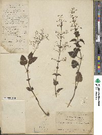 Plectranthus striatus image