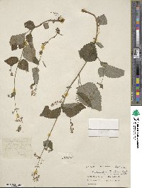 Plectranthus striatus image