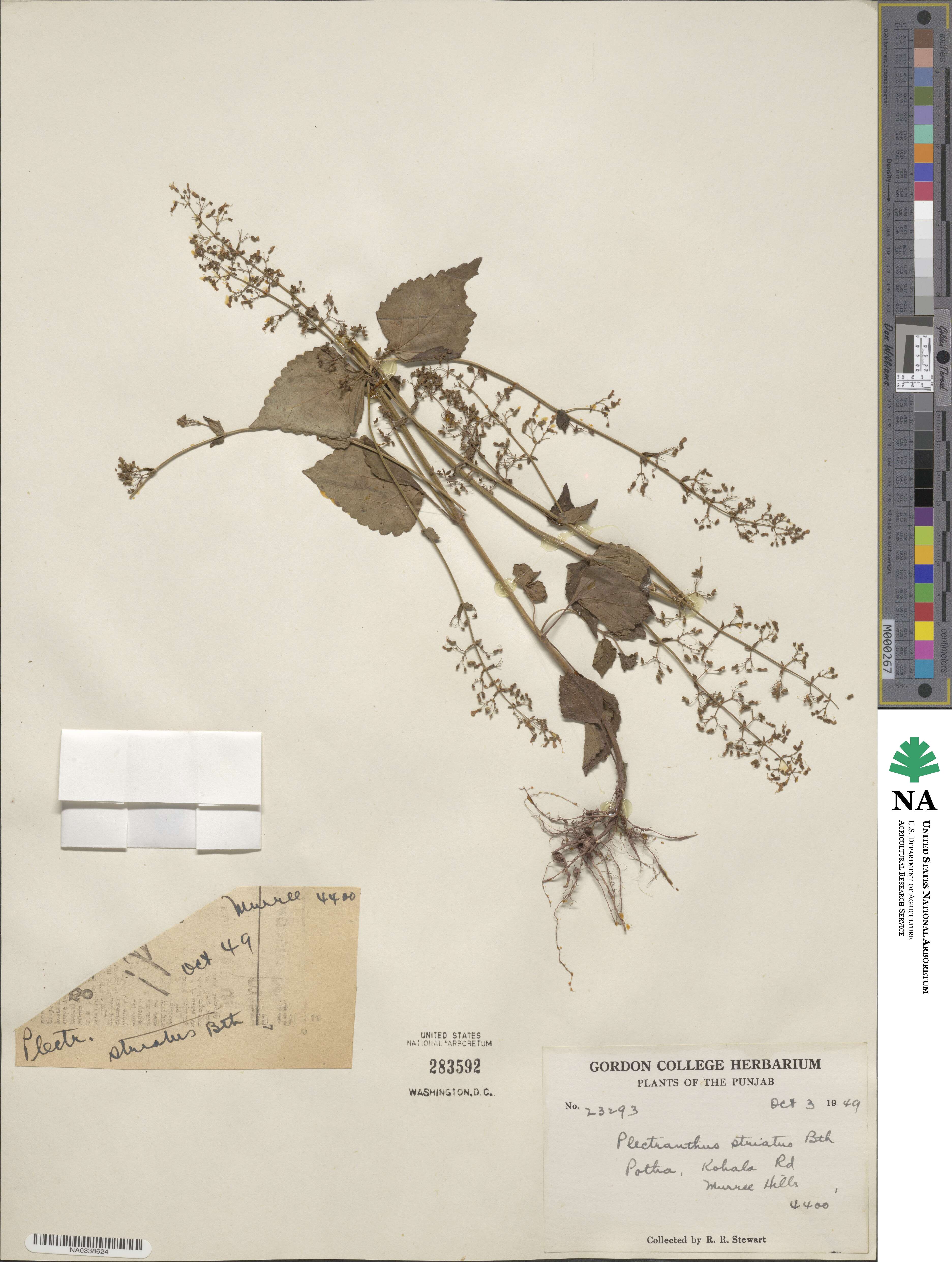 Plectranthus image