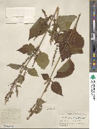 Plectranthus maddeni image