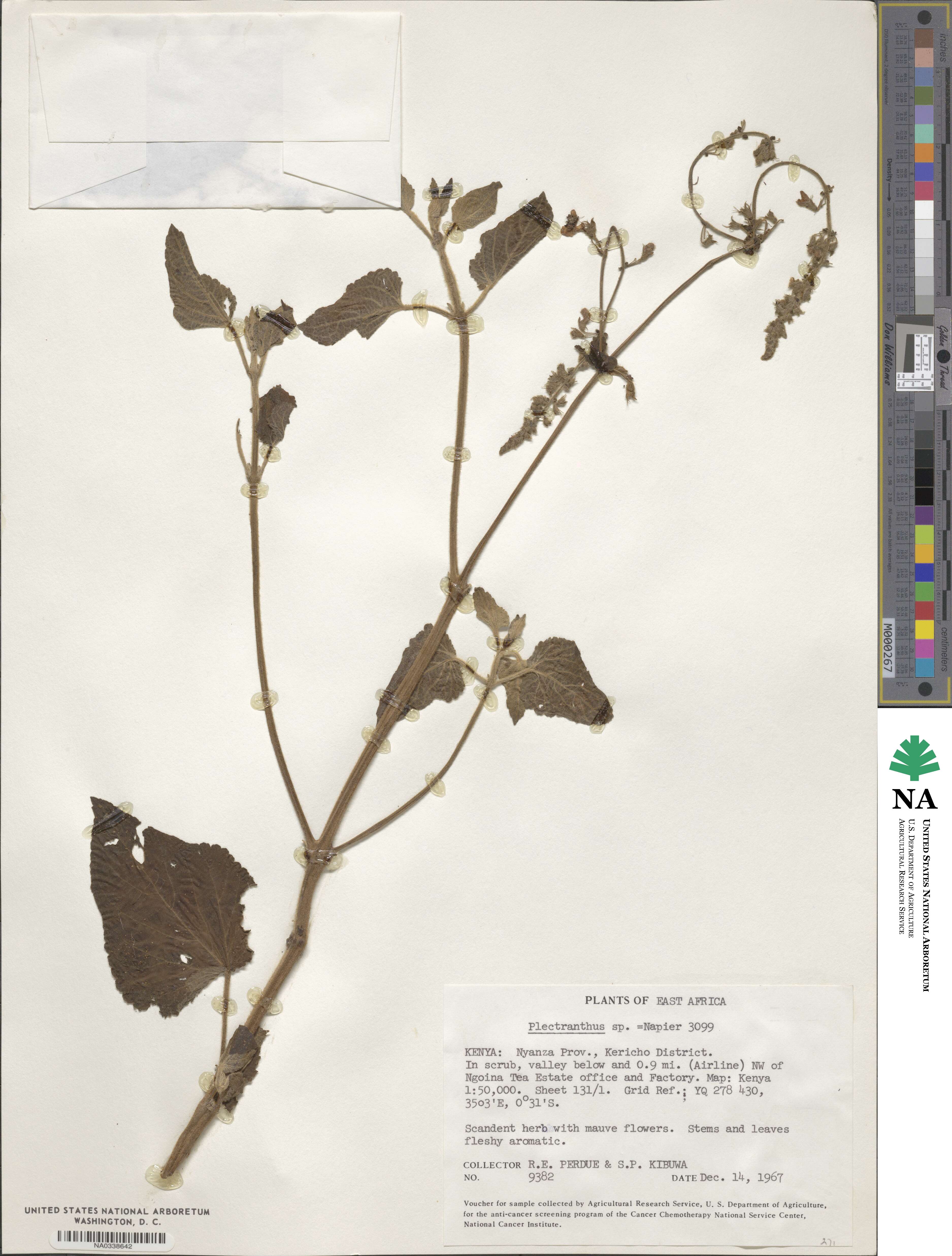 Plectranthus image