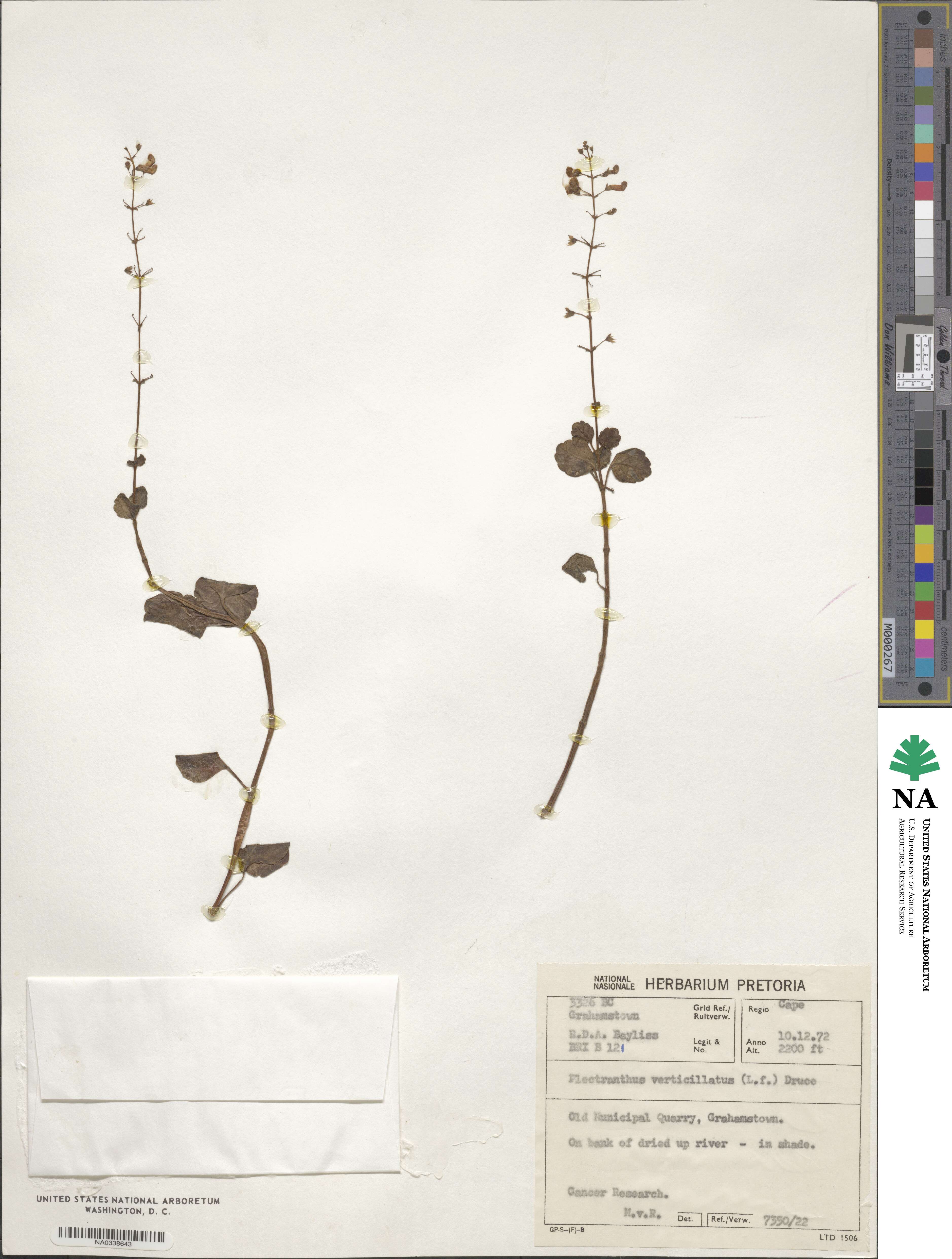 Plectranthus verticillatus image