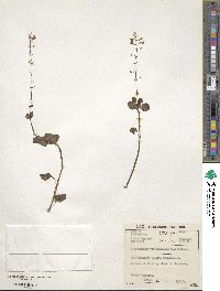 Plectranthus verticillatus image