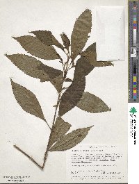 Image of Coleus melleri