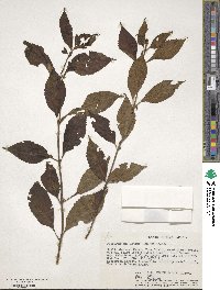 Coleus melleri image