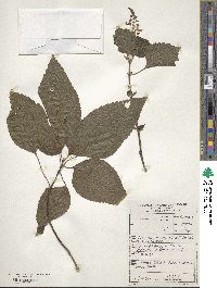 Plectranthus fruticosus image