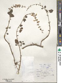 Image of Plectranthus ciliatus