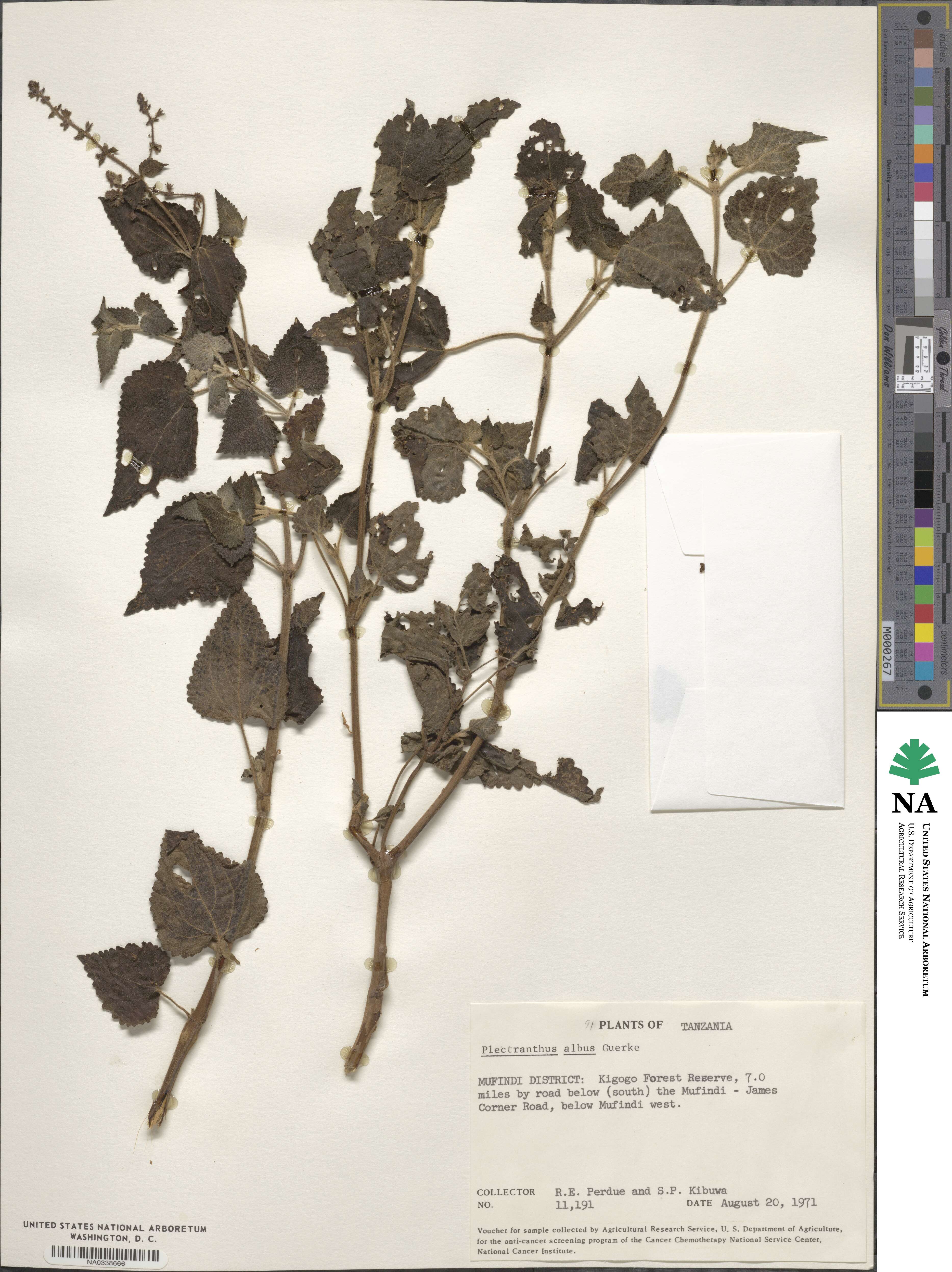 Equilabium laxiflorum image