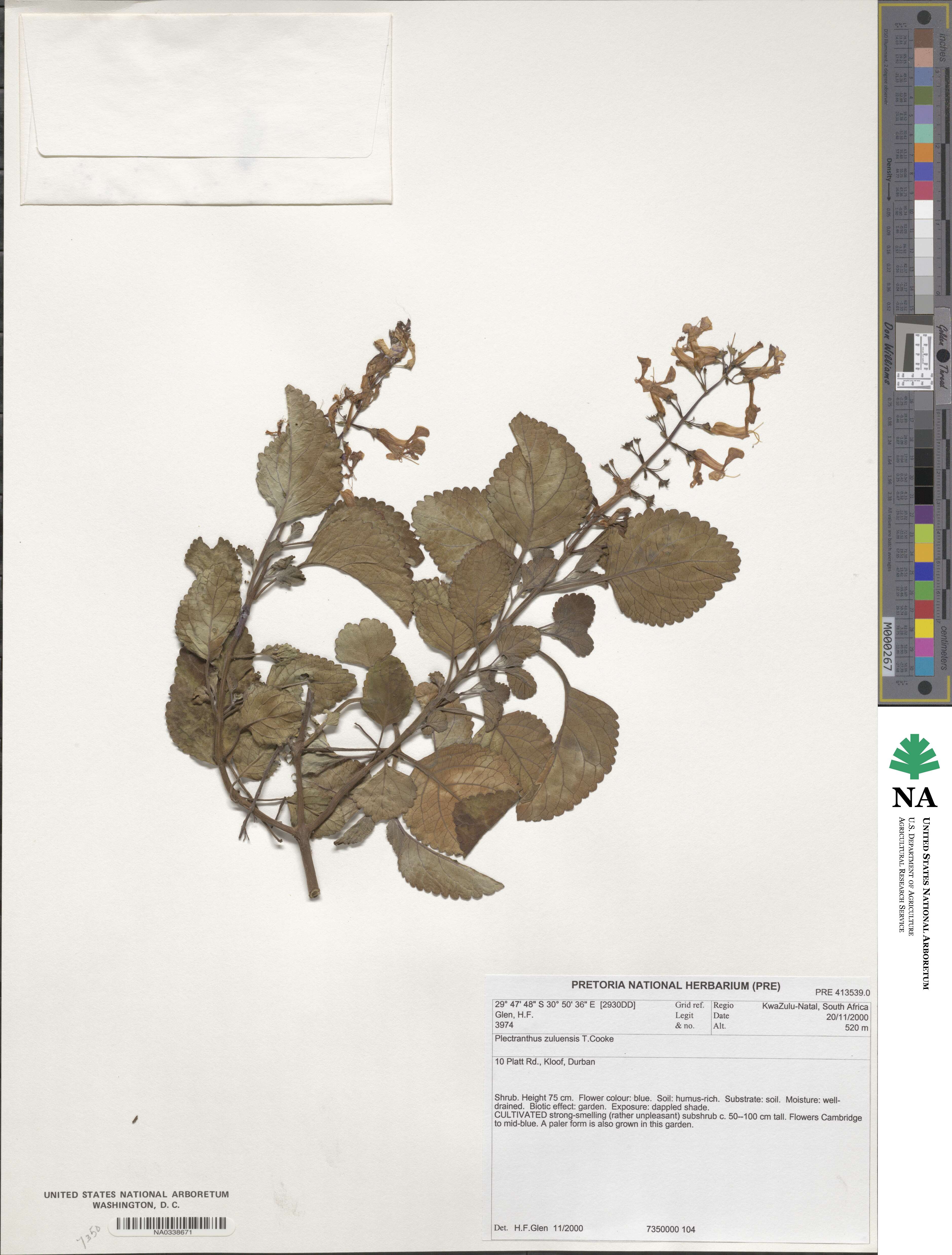 Plectranthus zuluensis image