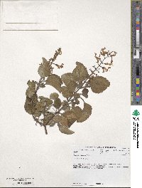 Image of Plectranthus zuluensis