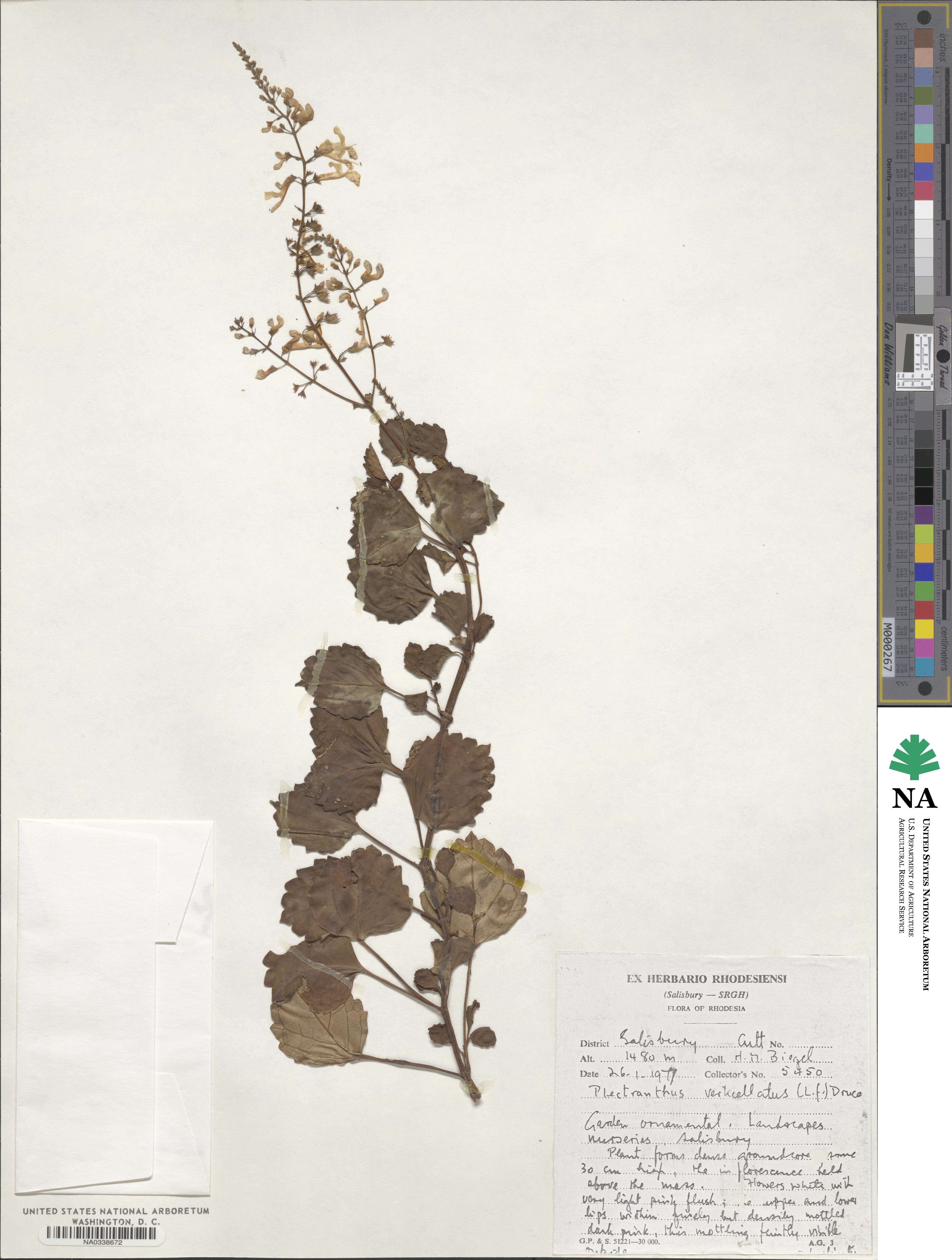 Plectranthus image