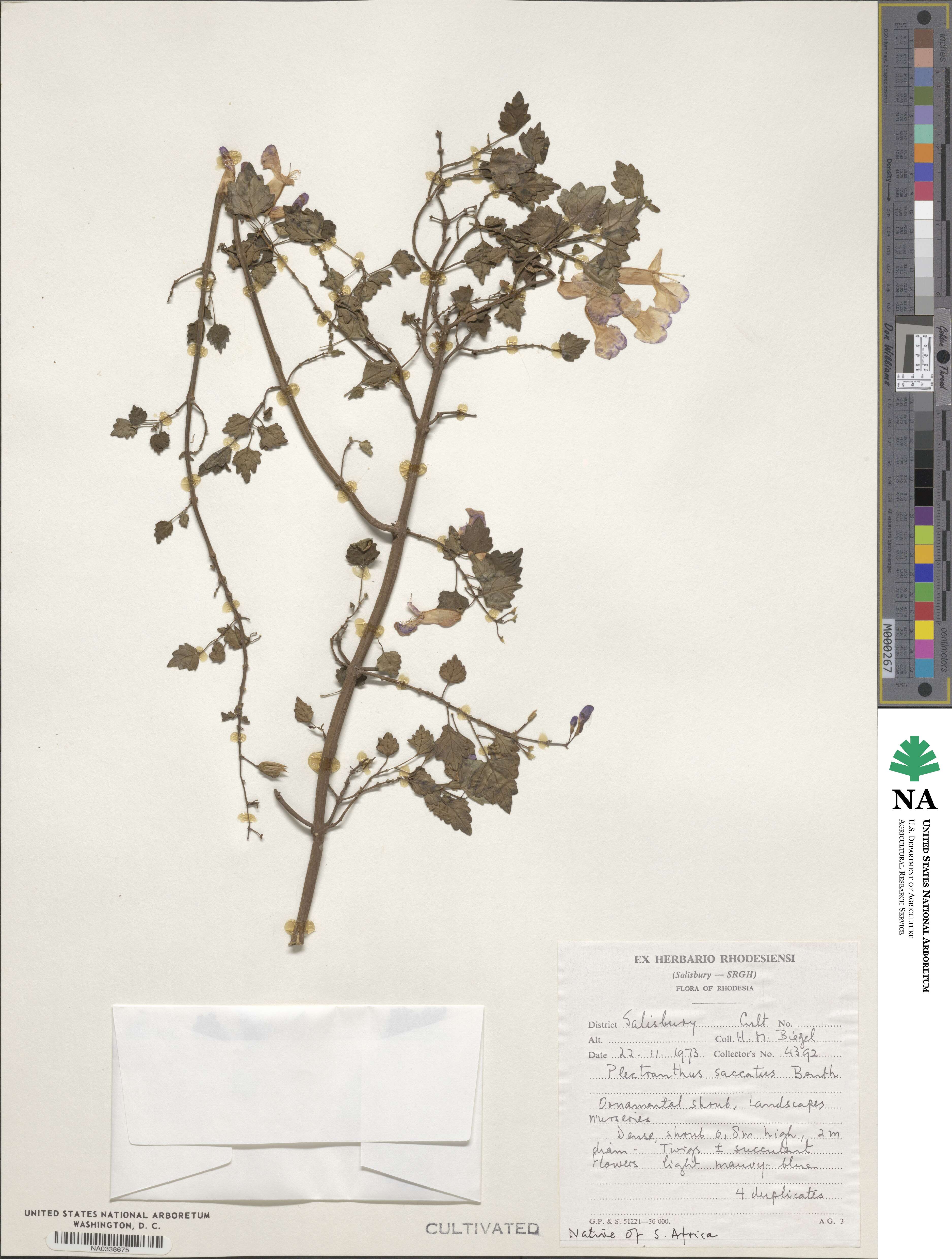 Plectranthus saccatus image