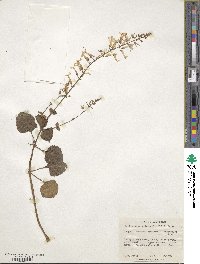 Image of Plectranthus oertendahlii