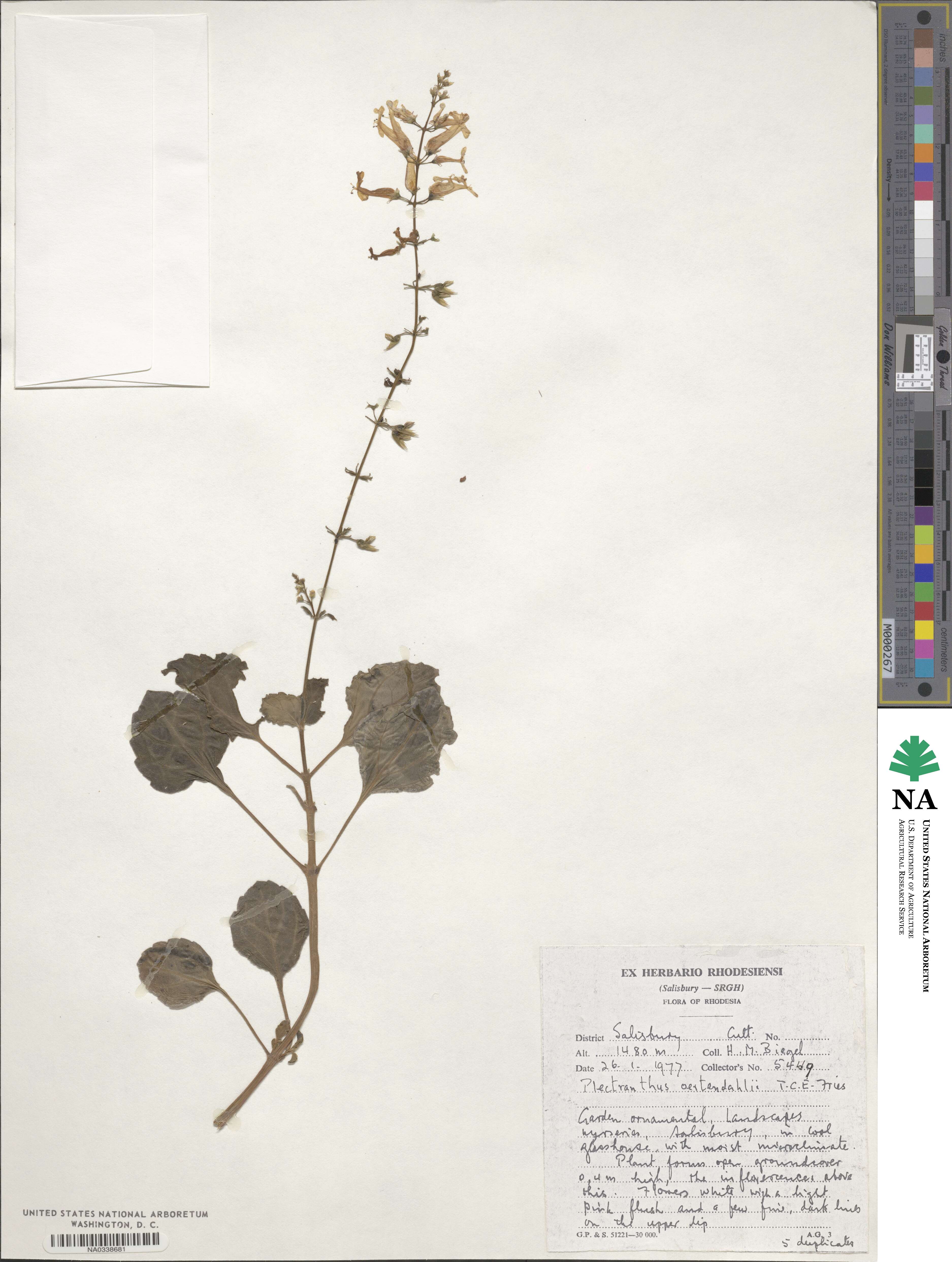 Plectranthus oertendahlii image