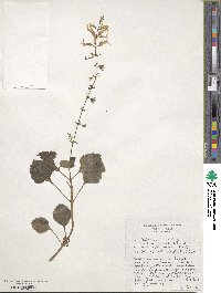 Plectranthus oertendahlii image