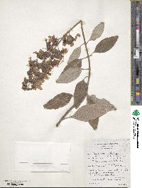 Image of Coleus mirabilis