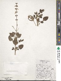 Image of Coleus madagascariensis