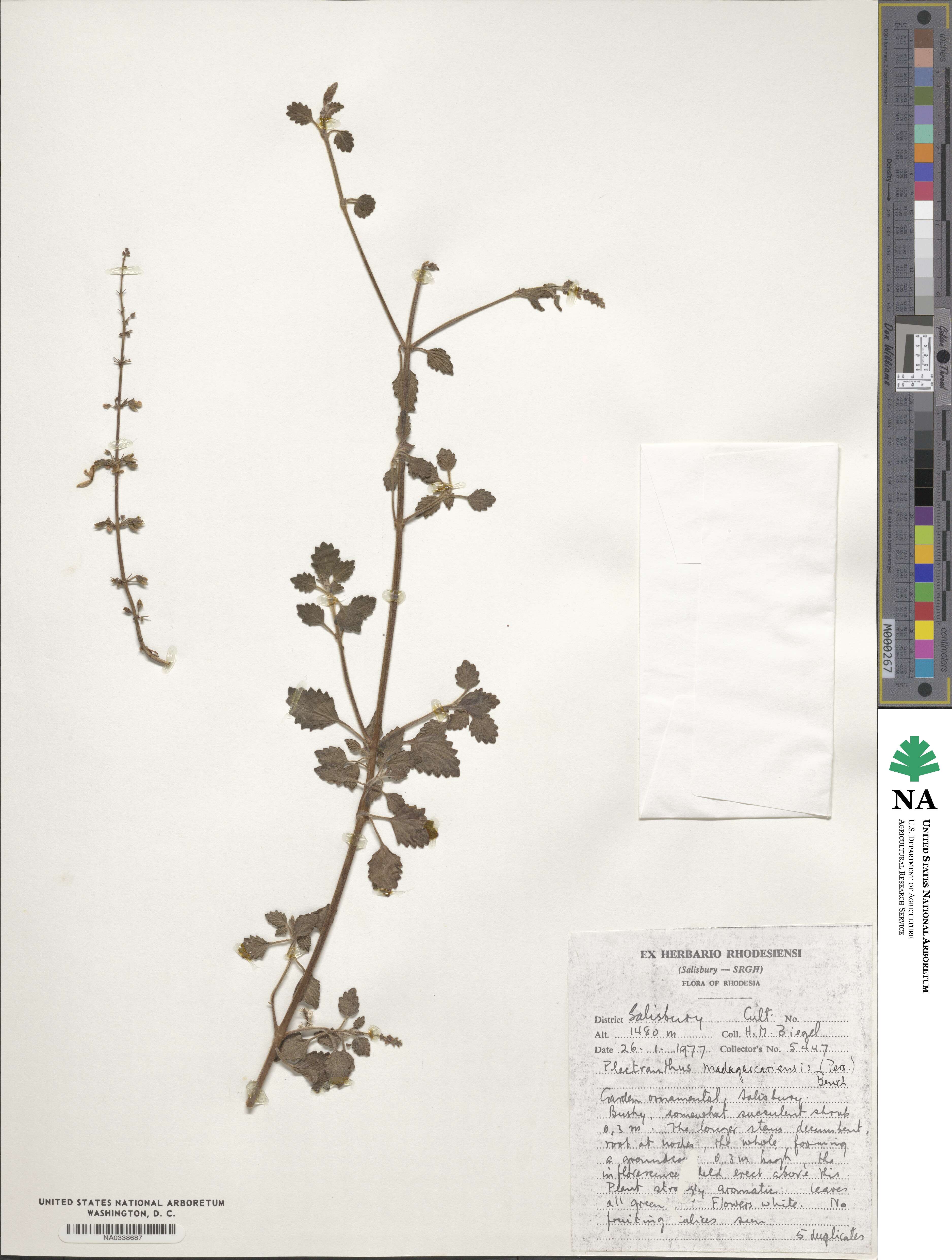 Coleus madagascariensis image