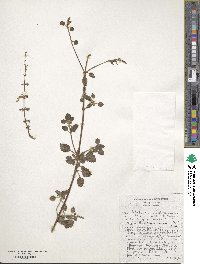 Coleus madagascariensis image