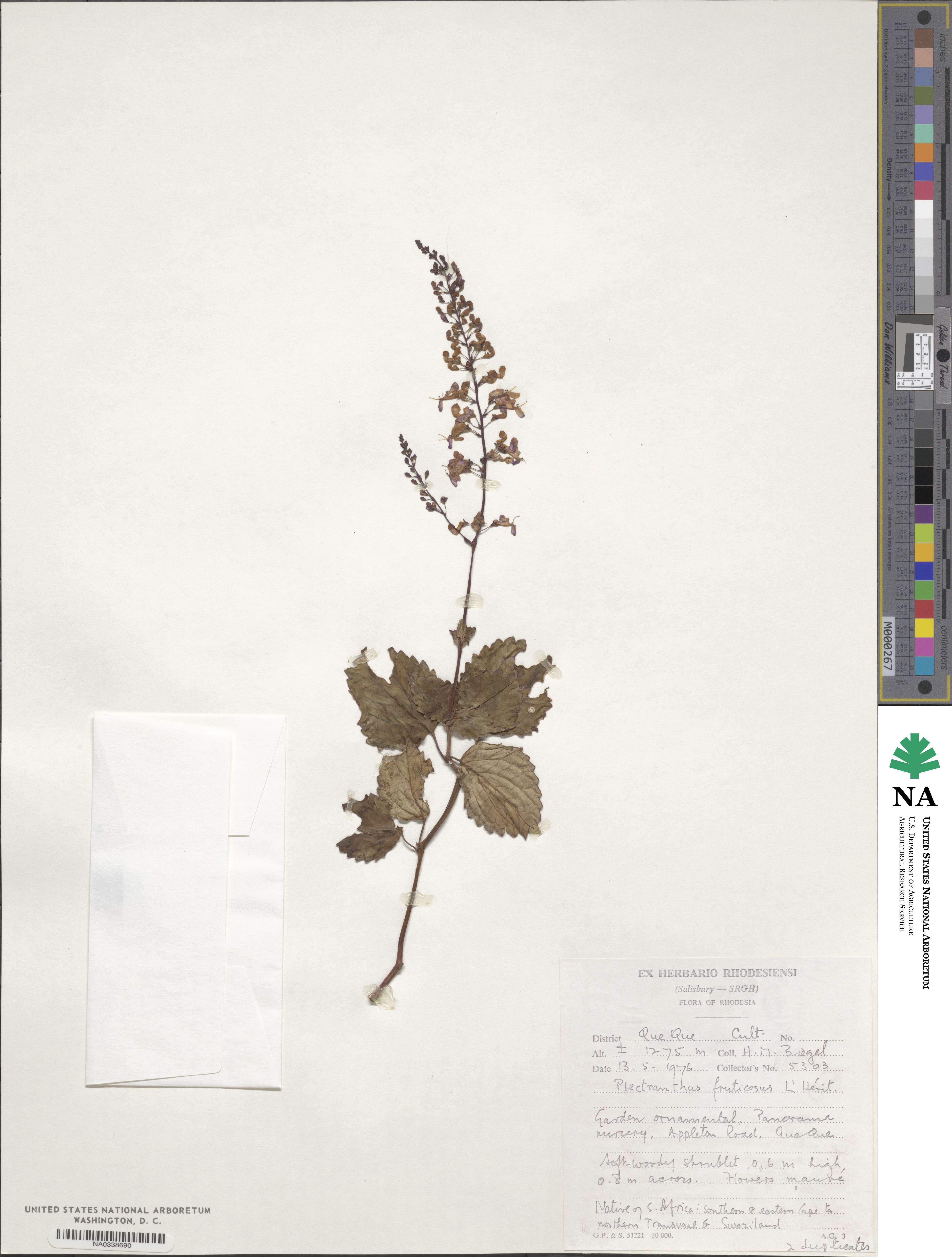 Plectranthus image