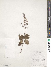 Plectranthus fruticosus image