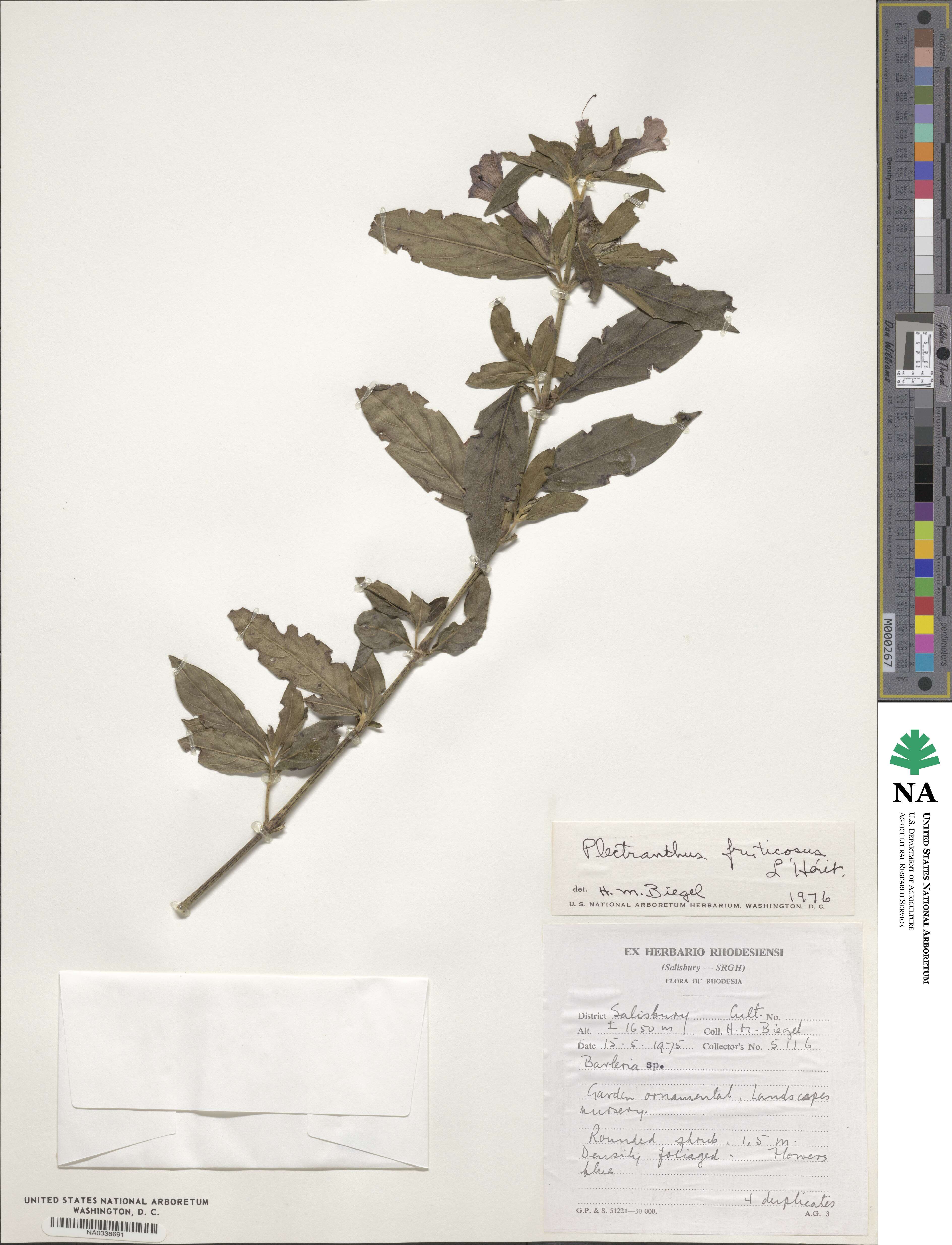 Plectranthus fruticosus image