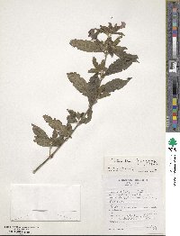 Plectranthus fruticosus image