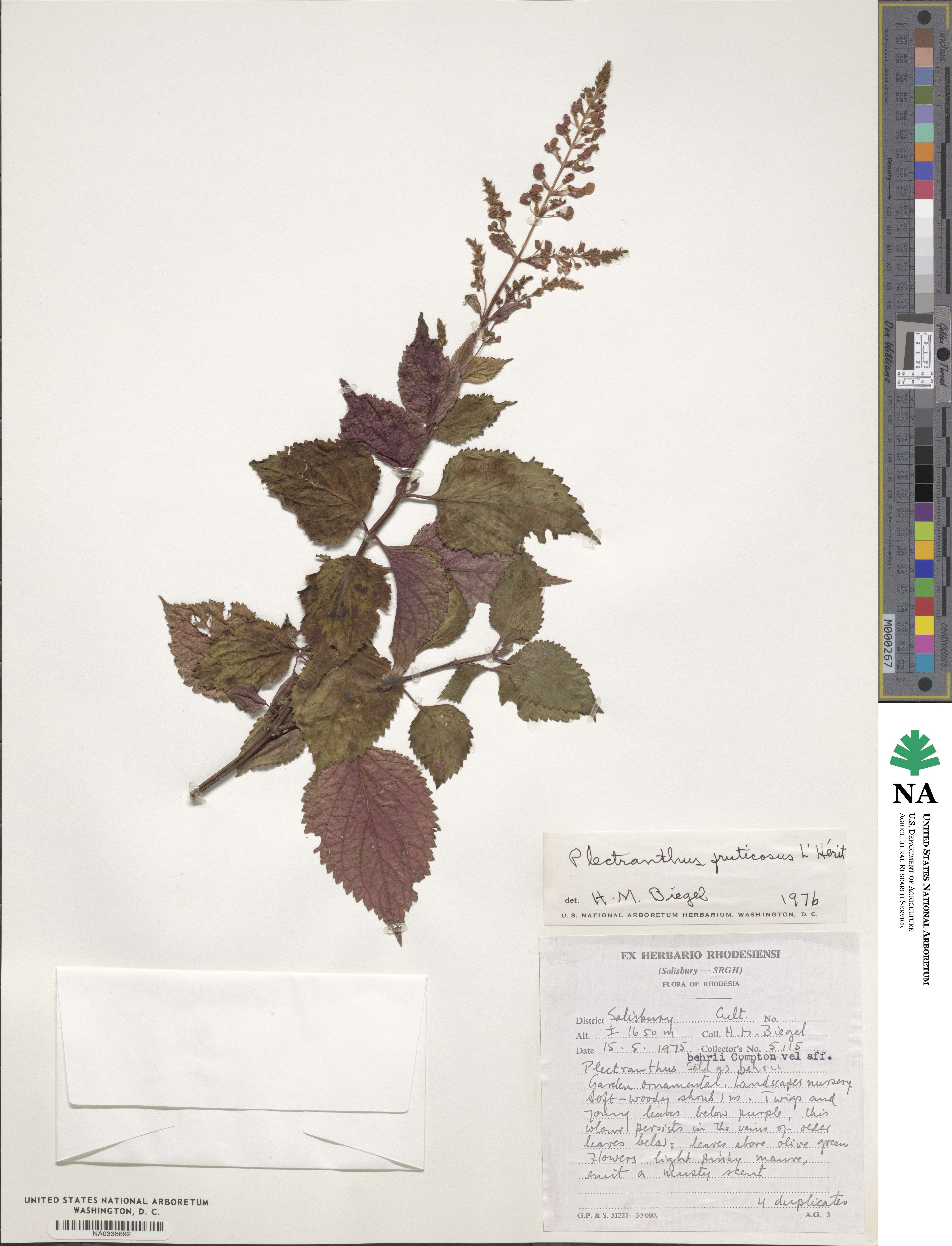 Plectranthus fruticosus image