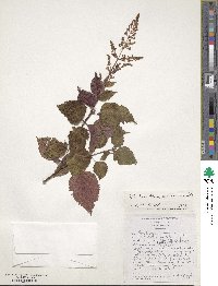 Plectranthus fruticosus image