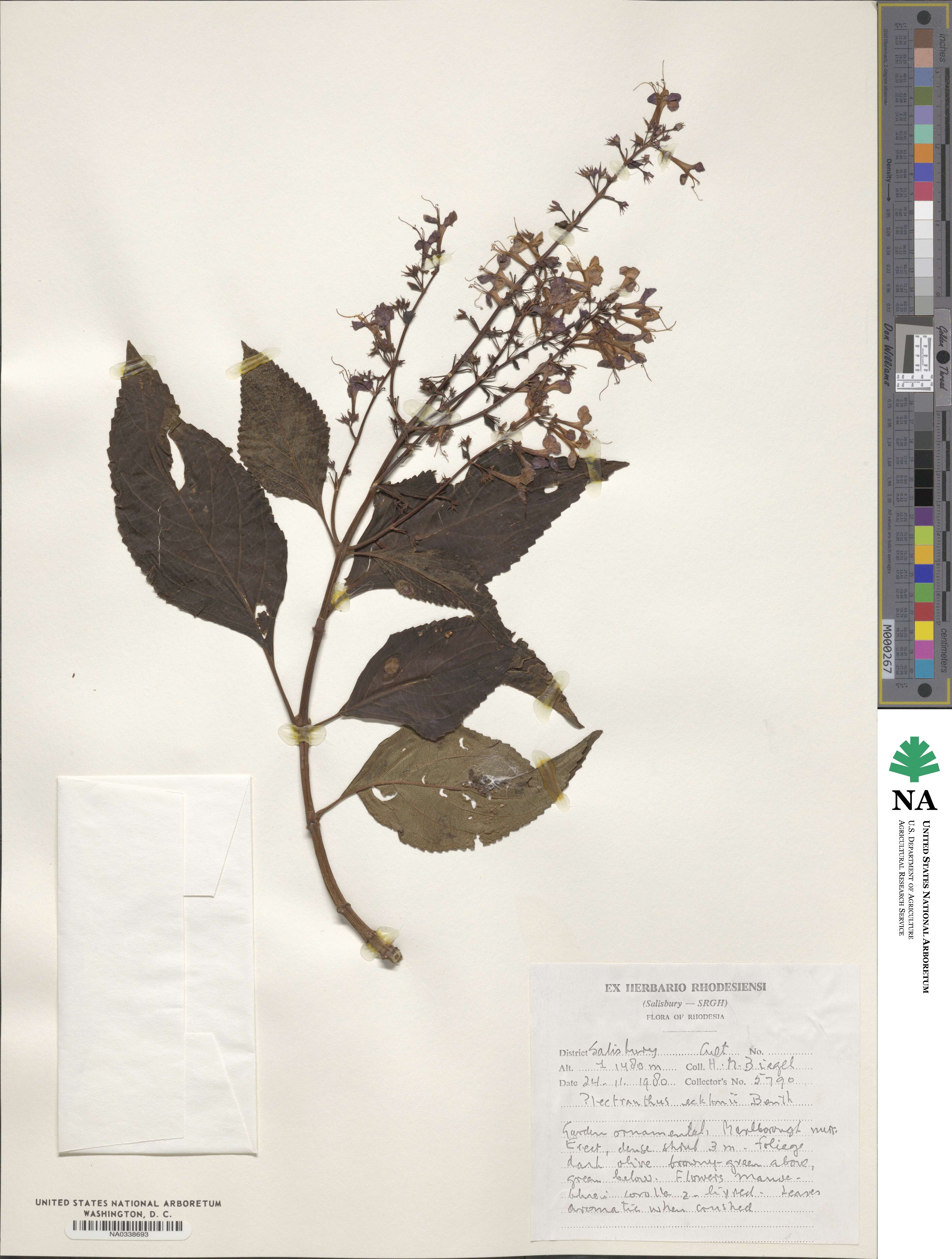 Plectranthus ecklonii image