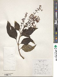 Image of Plectranthus ecklonii