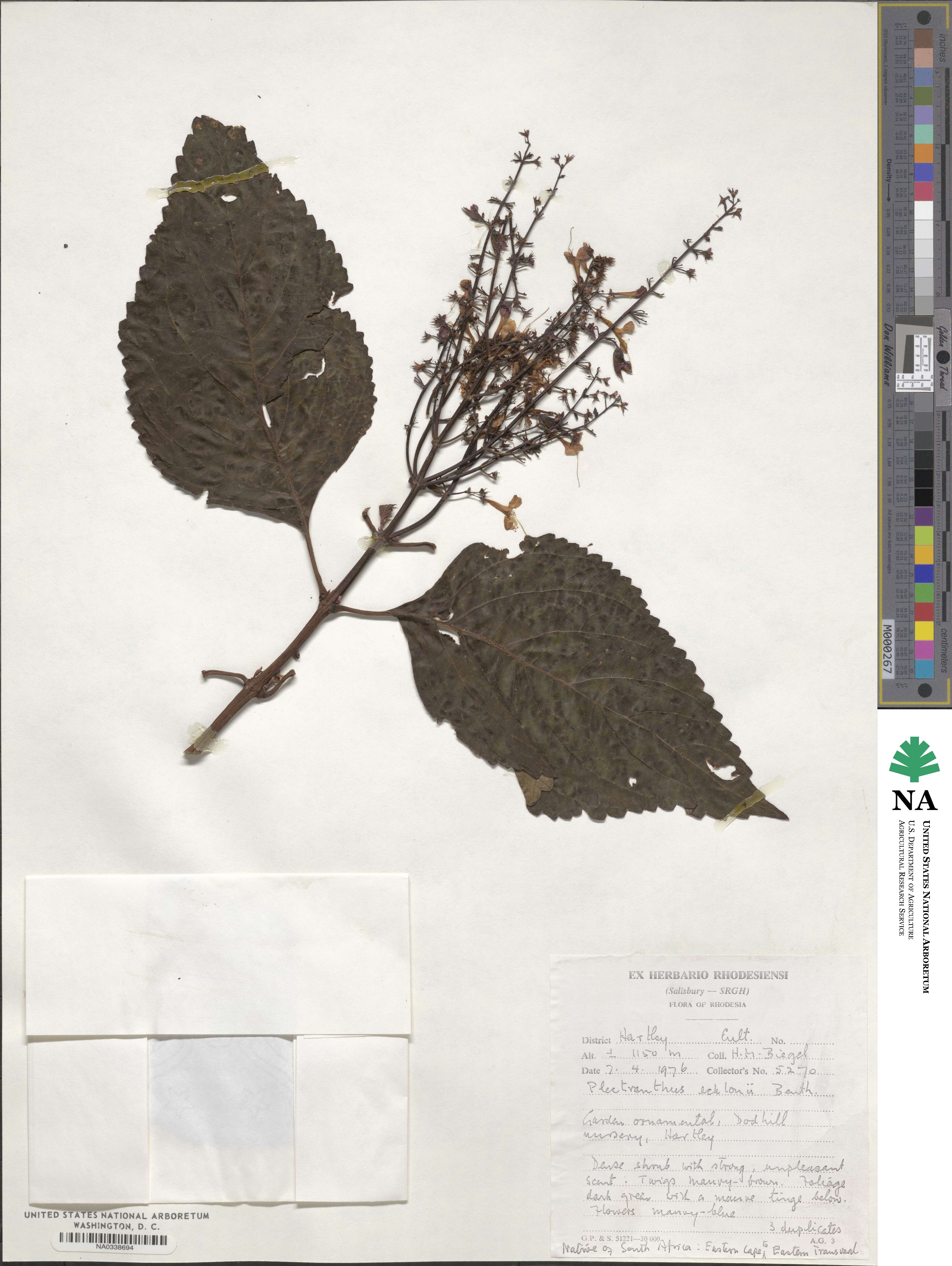 Plectranthus ecklonii image