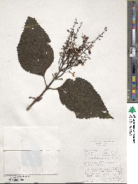 Plectranthus ecklonii image