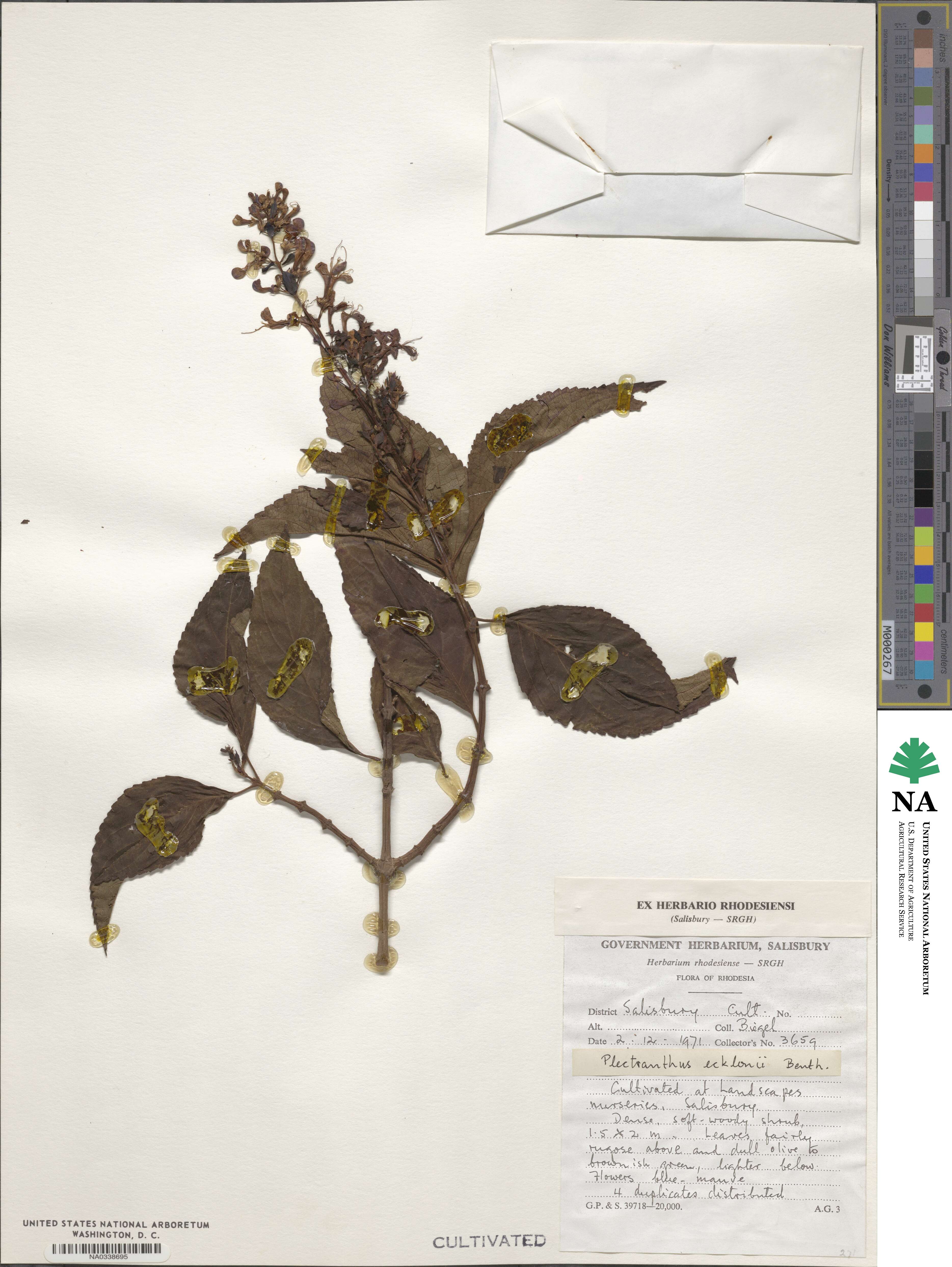 Plectranthus ecklonii image