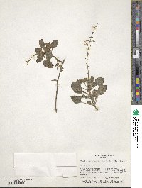 Coleus paniculatus image