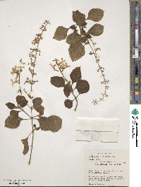 Plectranthus ciliatus image