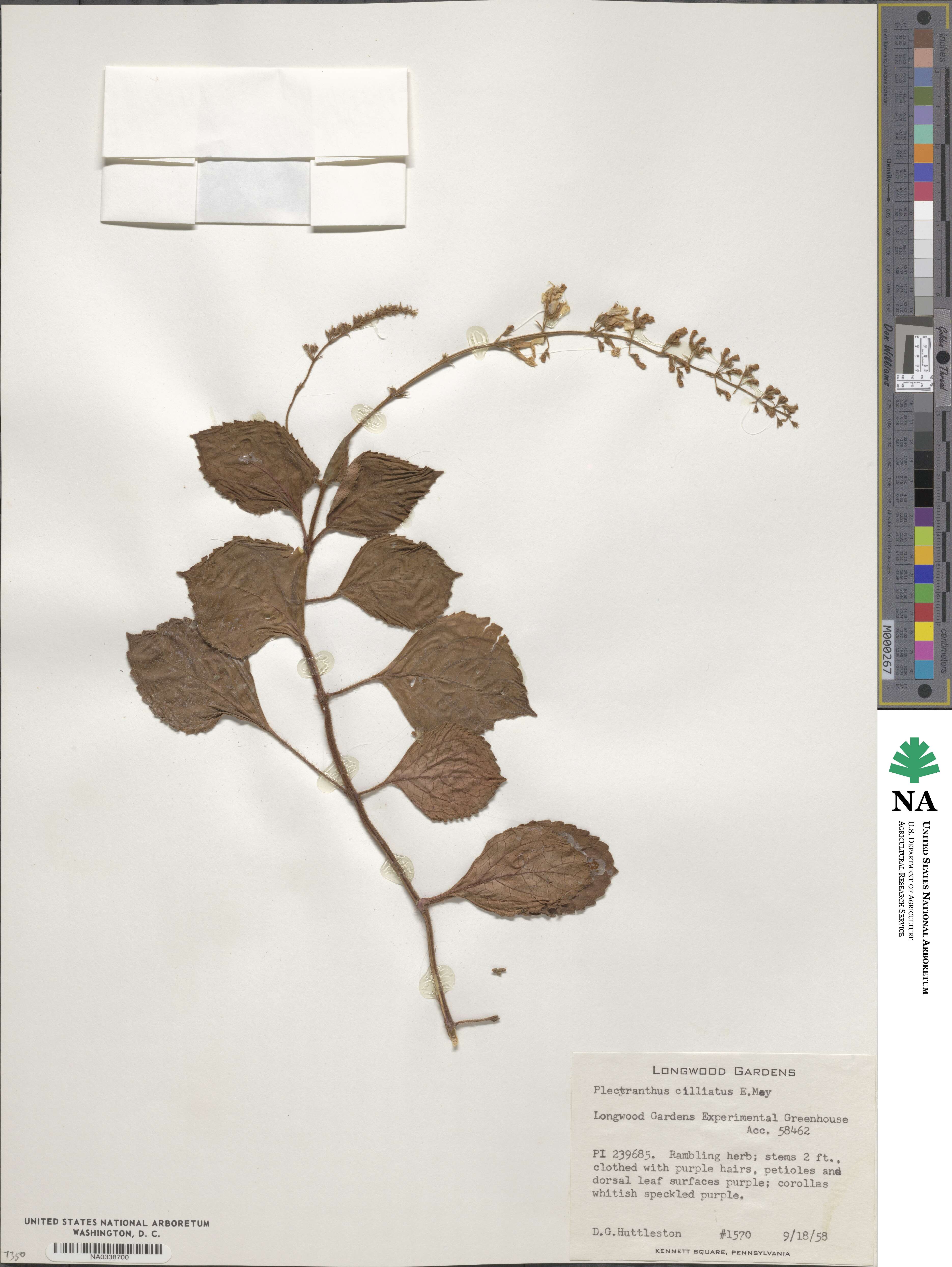 Plectranthus ciliatus image