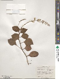 Plectranthus ciliatus image