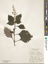 Plectranthus ciliatus image