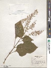 Plectranthus fruticosus image