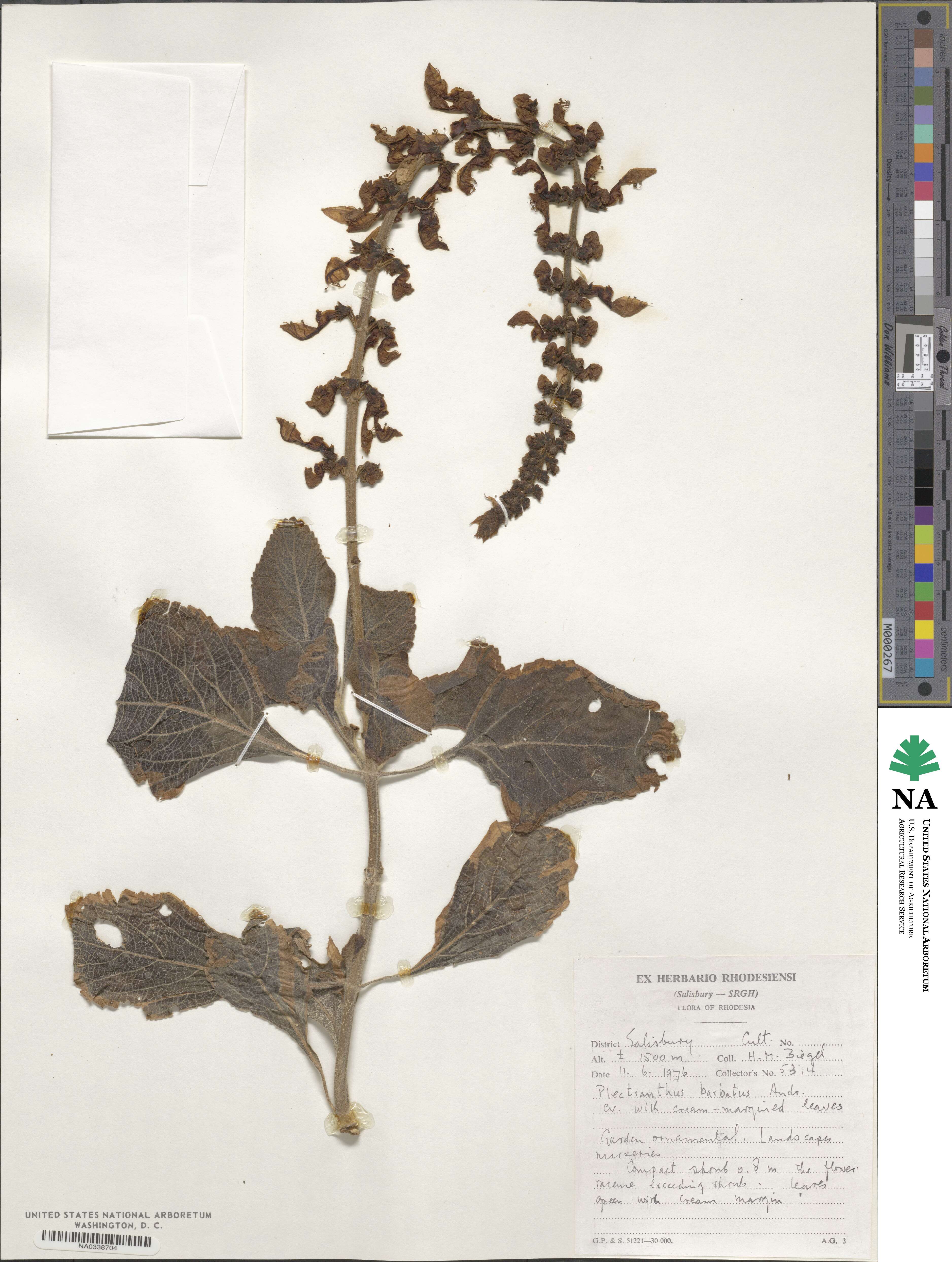 Coleus barbatus image