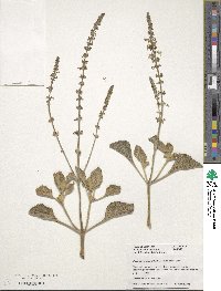 Coleus argentatus image