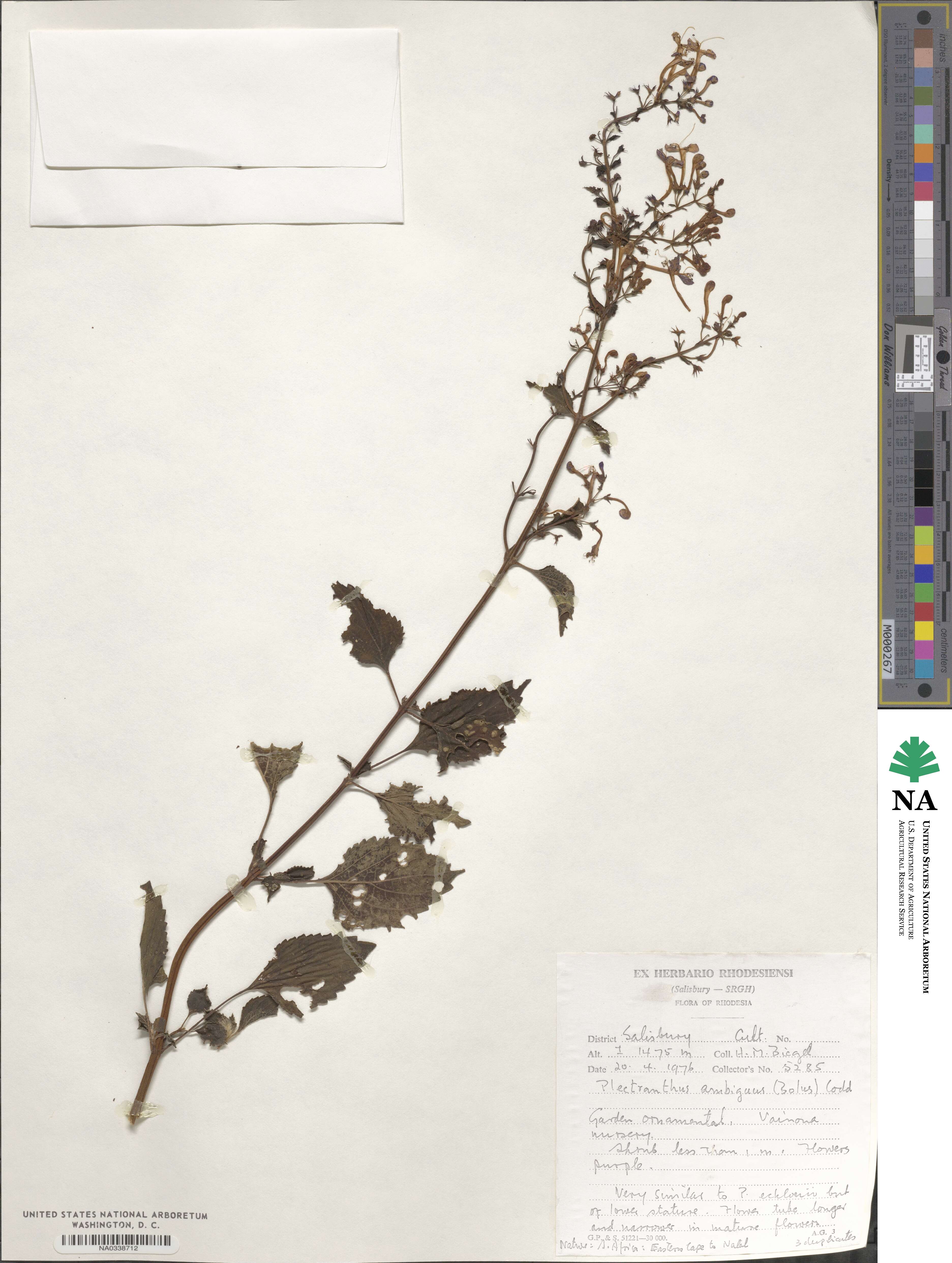 Plectranthus ambiguus image