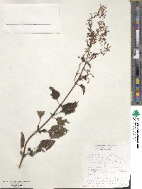 Image of Plectranthus ambiguus