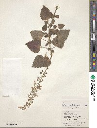 Coleus scutellarioides image