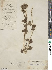 Coleus scutellarioides image